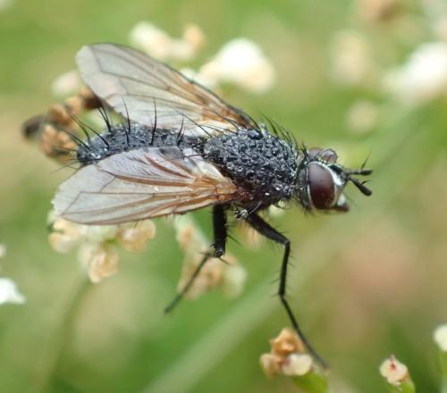 Réf. 325 184 : Eriothrix rufomaculata